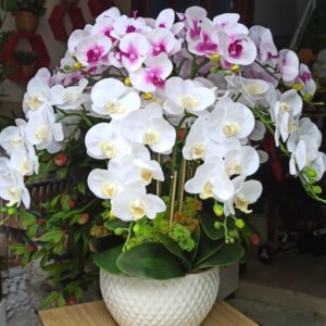 Hoa lan hồ điệp